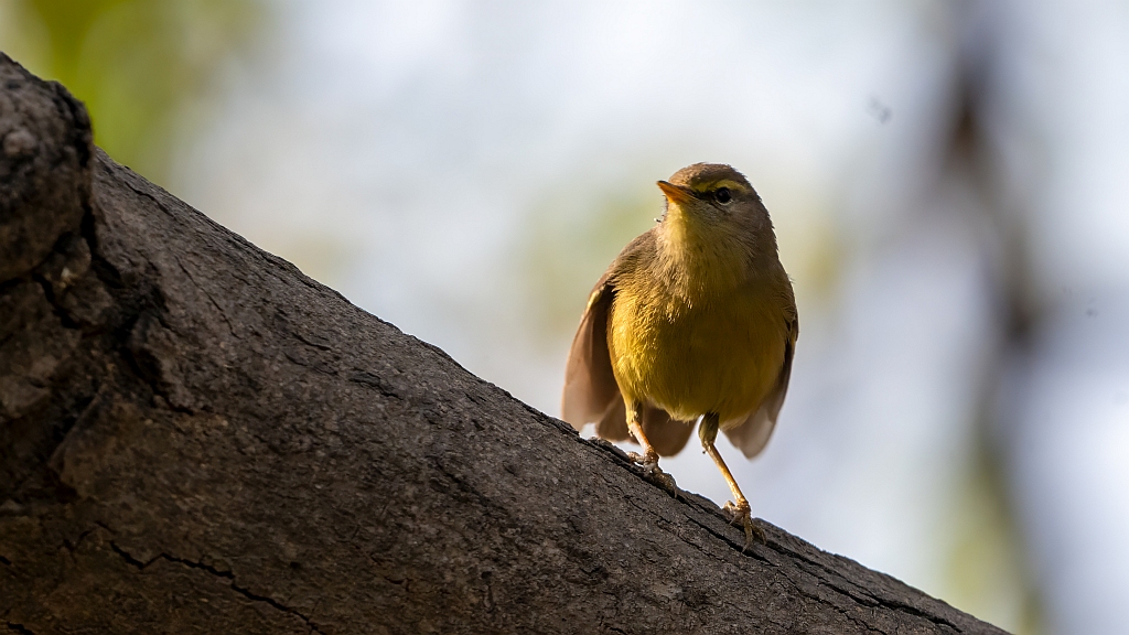 Sulphur-bellied Warbler